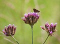 Purpletop Vervain with Skipper Royalty Free Stock Photo