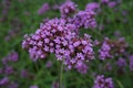 Purpletop Vervain Royalty Free Stock Photo