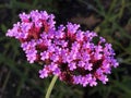 Purpletop vervain Verbena bonariensis, Clustertop vervain, Argentinian vervain, Tall verbena, Pretty verbena Royalty Free Stock Photo