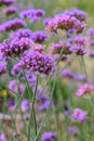 Purpletop vervain Verbena bonariensis, purple flowering plant Royalty Free Stock Photo