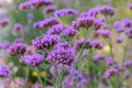 Purpletop vervain Verbena bonariensis, purple flowering plantss Royalty Free Stock Photo