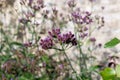 Purpletop vervain (verbena borariensis