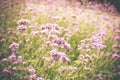 PurpletPurpletop Vervain flower blossom in gardenop Vervain flow