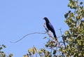 Purplish-backed Jay, Cyanocorax beecheii