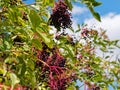 Purplish-black berries of Dogwood shrub, lush summer season nature