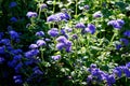 Purplish-blue blooming Floss flower shrub in garden by autumnal sunlight