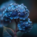 Purplish blue colored hydrangea flower illustration realistic