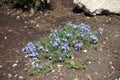 Purplish blue flowers of Veronica armena Royalty Free Stock Photo