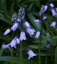 Purplish bluebells with green stems and greenery