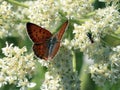 Purplish Copper Butterfly with Ant