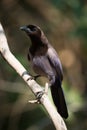 Purplish jay on diagonal branch facing camera