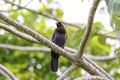 Purplish Jay, Pantanal Wetlands, Mato Grosso, Brazil