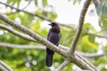 Purplish Jay, Pantanal Wetlands, Mato Grosso, Brazil