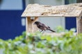 Purplish Jay sitting in a wooden bird house, Pantanal Wetlands, Mato Grosso, Brazil