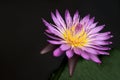 Purplish lotus or water lily