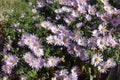 Purplish pink flowers of Michaelmas daisies Royalty Free Stock Photo
