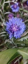 Purplish plant, flowers, tall, greenthumb, photography,