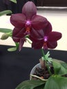 A purplish red butterfly orchid