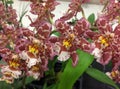 Purplish red dancing lady orchids