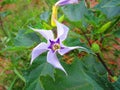 Purplish Wildflower along a hiking Trail