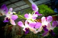 Purpoe Orchid in Sunlight at the Royal Botanical Gardens, Peradeniya, Sri Lanka