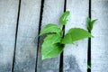 purposefulness, hope and motivation for life concept - plant sprout made its way through the wooden boards of the fence.