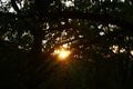 Purposely blurry and over exposed image of a sunset behind trees in a forest