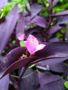 Purpple flower with purpple leaves