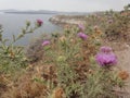 Purpple Flowers