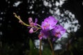 Purpple orchid on blurred background