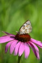 Purpur Coneflower