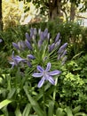 Purpur flower in the garden.