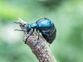 Violet oil beetle Meloe violaceus sitting on a twig and secreting Cantharidin for defense. Austria Royalty Free Stock Photo