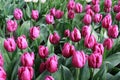 Purpur tulips field