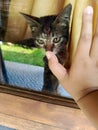 Purr-fect Moments: Adorable Cat Photo