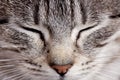 Purring cat Royalty Free Stock Photo