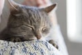 Purring cat Royalty Free Stock Photo