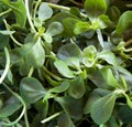 Purslane background Royalty Free Stock Photo