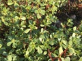 Purslane background isolate Royalty Free Stock Photo
