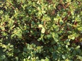 Purslane background isolate Royalty Free Stock Photo