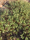 Purslane background isolate Royalty Free Stock Photo