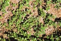 Purslane background isolate Royalty Free Stock Photo