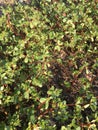 Purslane background isolate Royalty Free Stock Photo