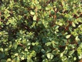 Purslane background isolate Royalty Free Stock Photo