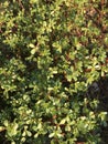 Purslane background isolate Royalty Free Stock Photo