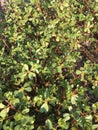 Purslane background isolate Royalty Free Stock Photo