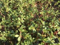 Purslane background isolate Royalty Free Stock Photo