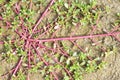 Purslane Royalty Free Stock Photo