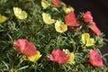 Purslane flower