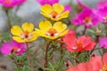Purslane flowers, close up. Portulaca decorative yellow, red and pink in the garden. Royalty Free Stock Photo